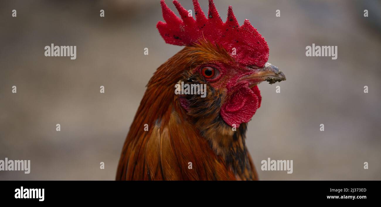 Close-up portrait of a rooster on an overcast day. Stock Photo