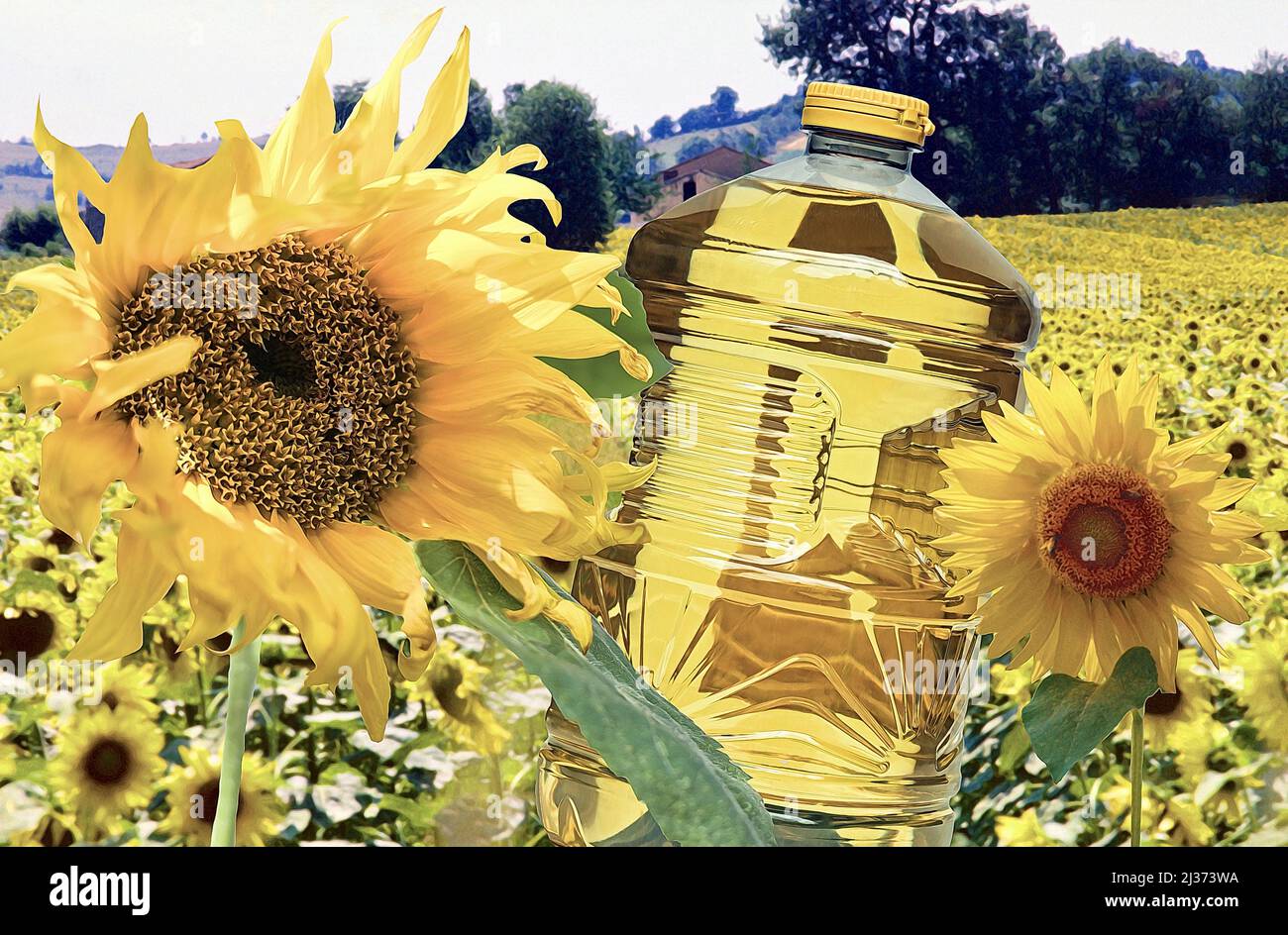 Representative, unlabeled bottle of sunflower oil set in a montage with sunflowers and fields. In the news as supplies are becoming scarce. Rusia and Stock Photo