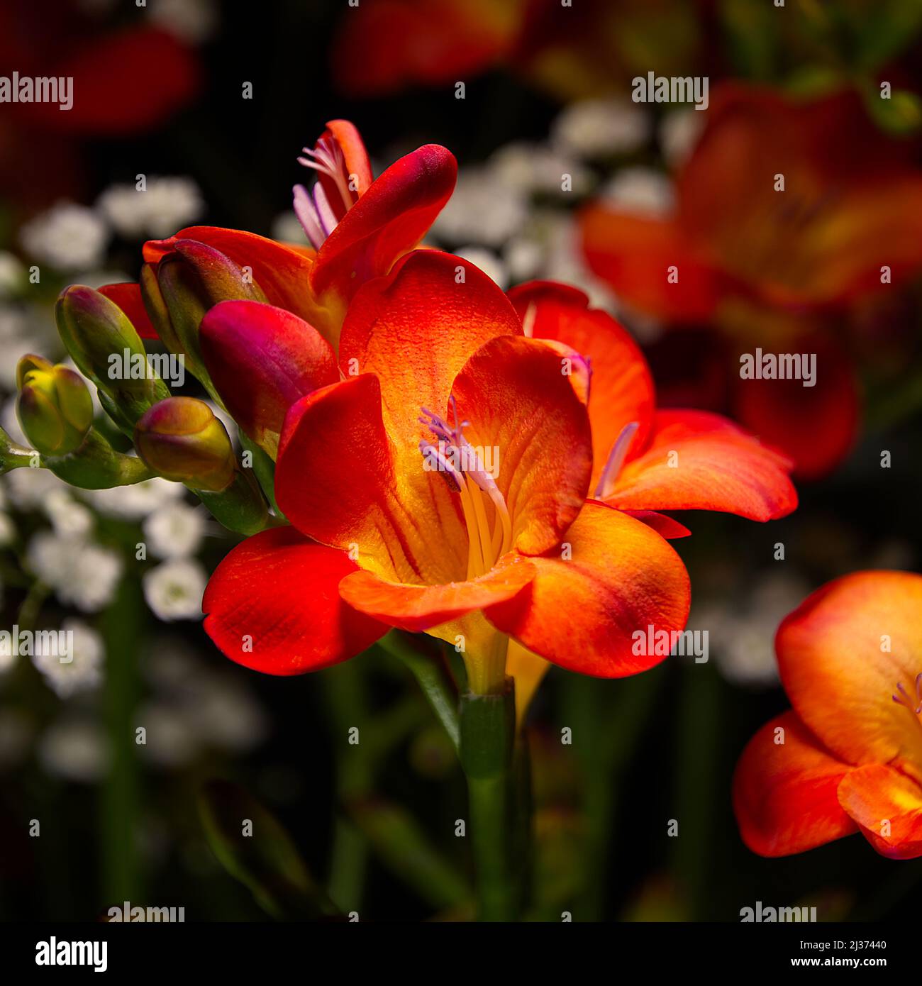 Freesiss hires stock photography and images Alamy