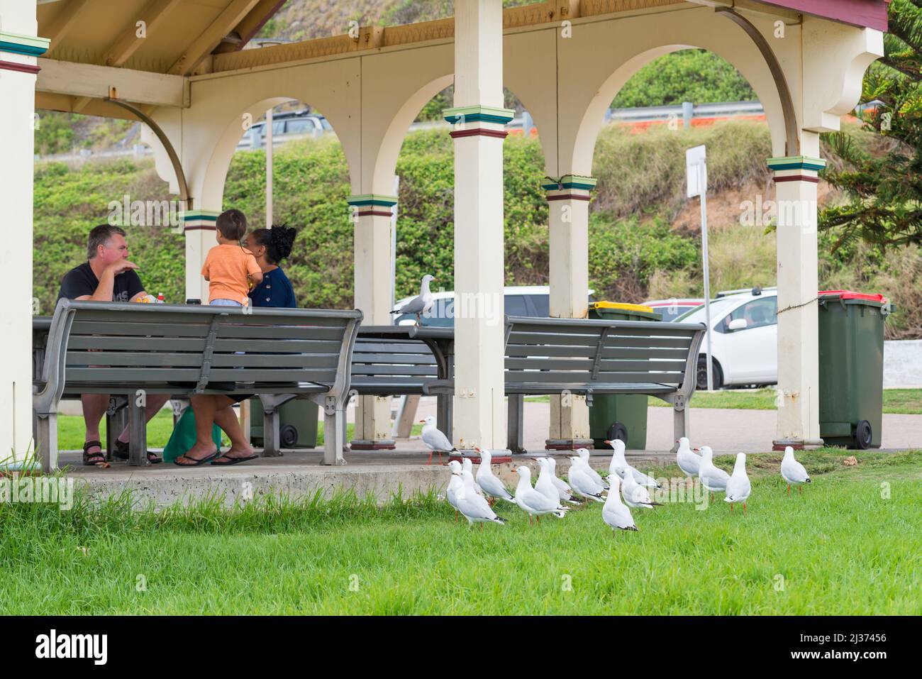 Seagulls (Silver Gulls) stand in a row hoping in vain for a morsel from picnickers at Newcastle Beach in New South Wales, Australia Stock Photo