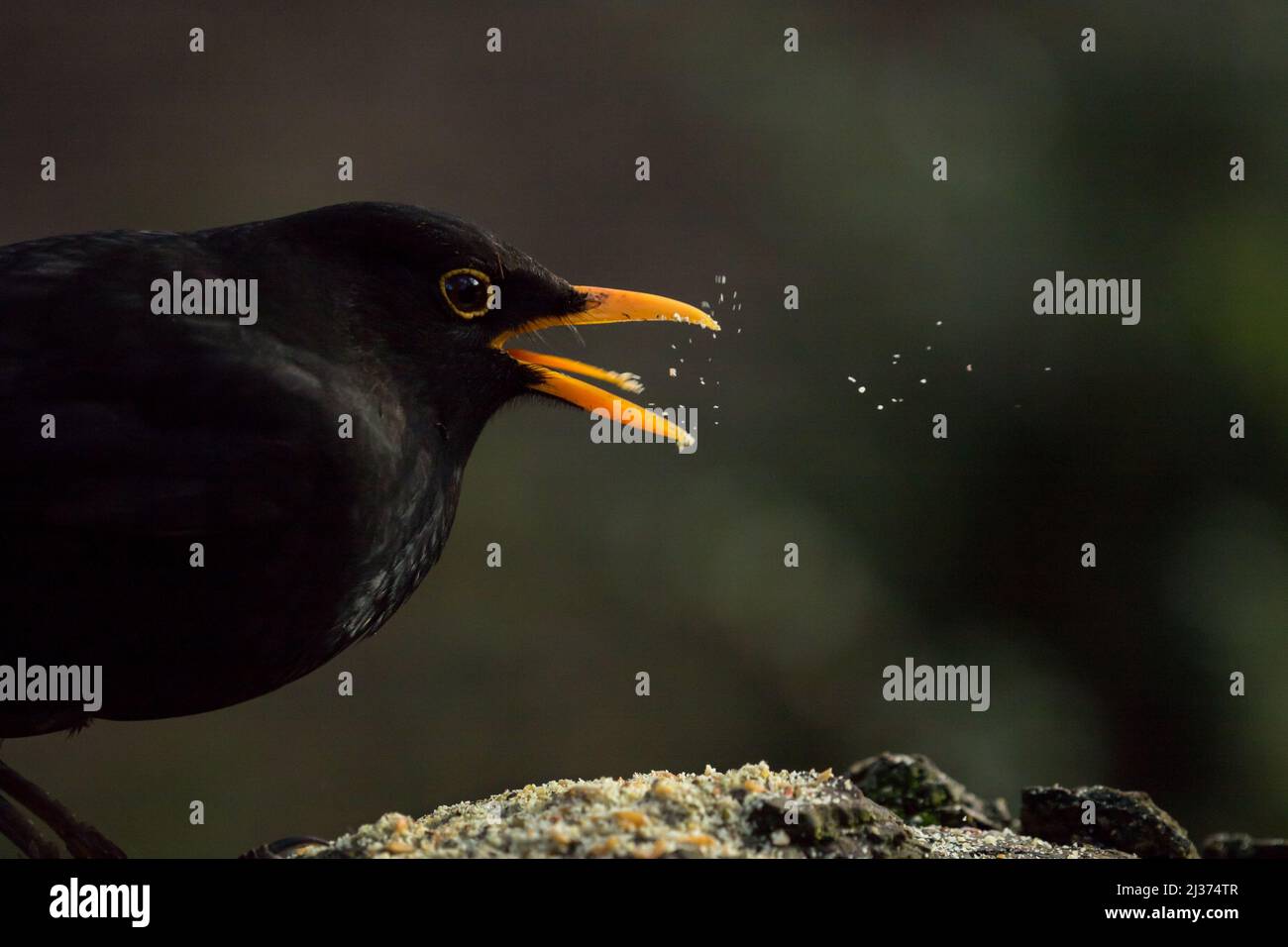 Side-view of a male blackbird with a bright yellow beak spitting out crumbs of bird food while perched on a rock. Stock Photo