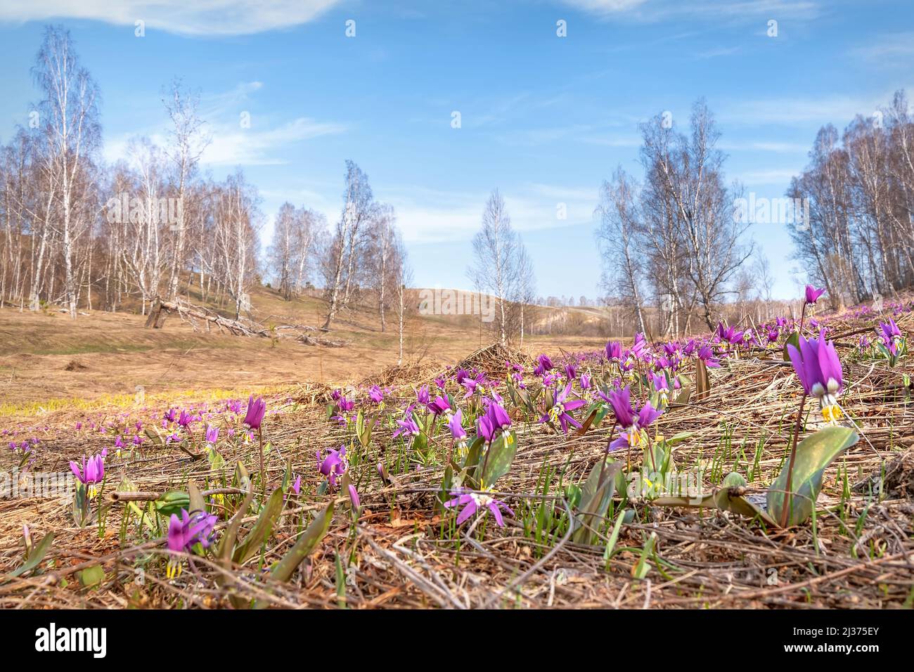 Amazing spring magenta wild flowers dogtooth violet (Erythronium sibiricum) close up in a meadow in dry grass. Altai, Russia Stock Photo