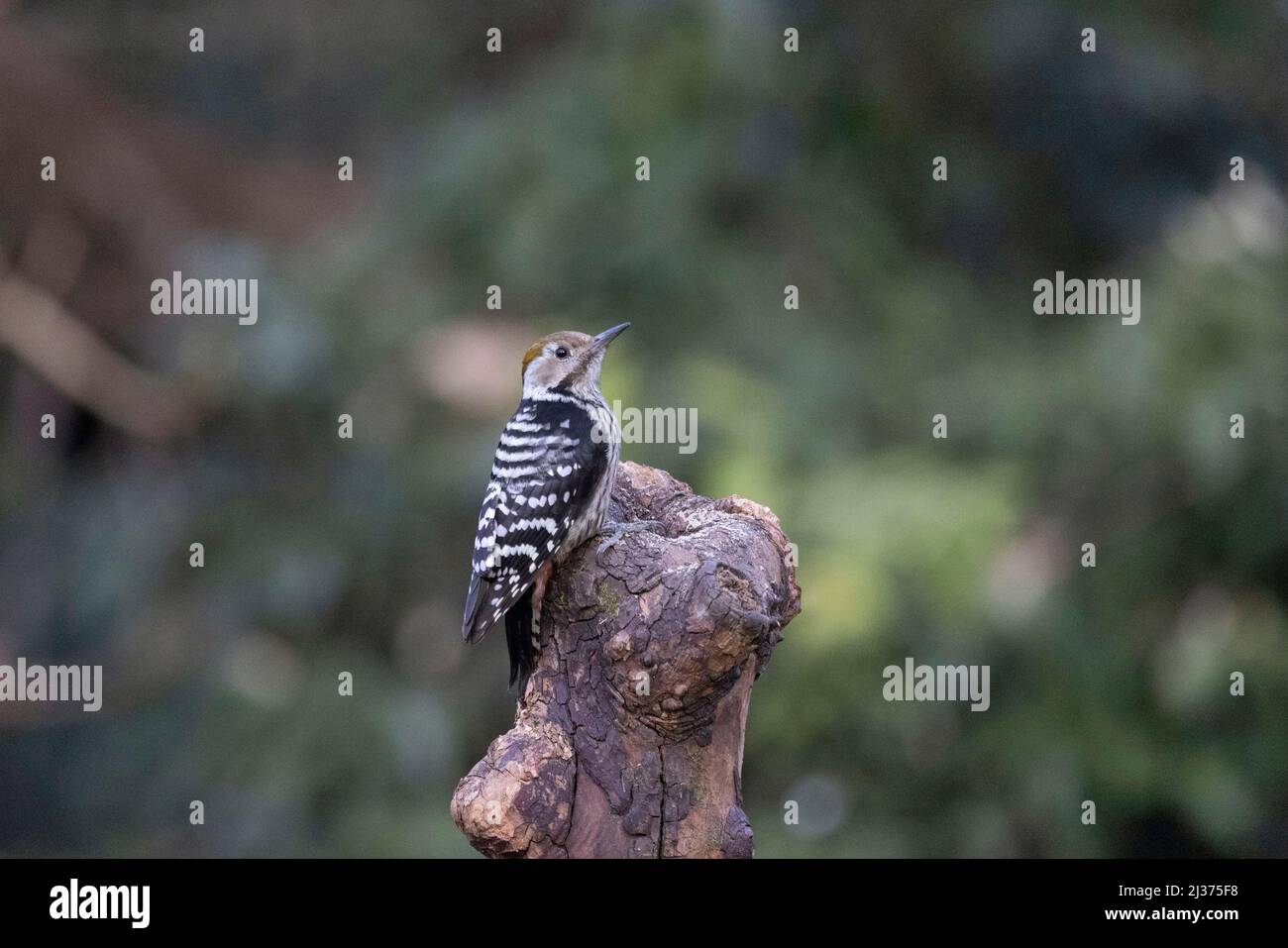 Yellow-crowned woodpecker, Leiopicus mahrattensis or Mahratta woodpecker, Uttarakhand, India Stock Photo