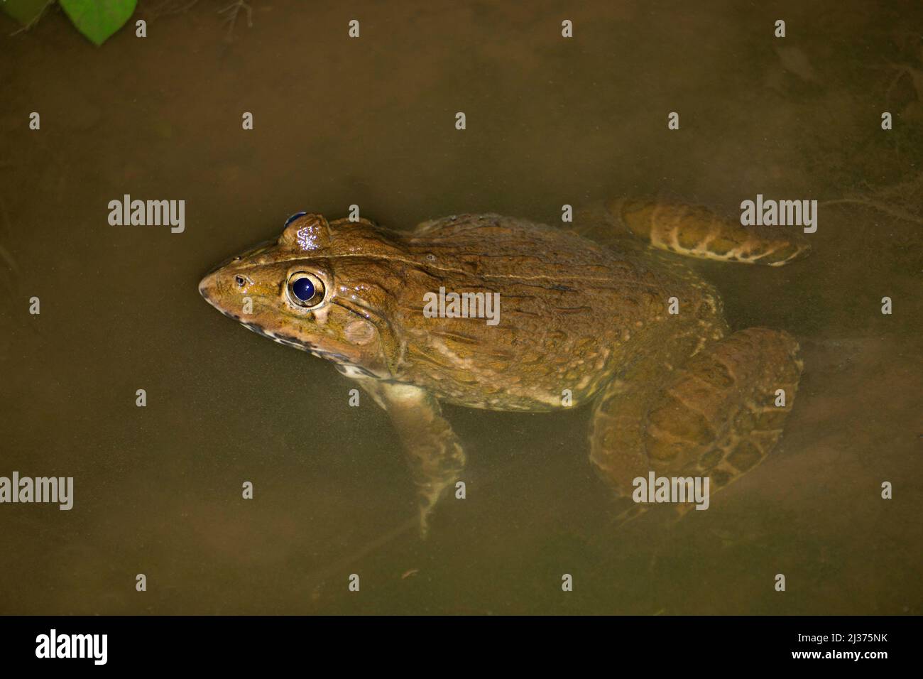 Indian bull frog, Hoplobatrachus tigerinus,Satara, Maharashtra, India Stock Photo