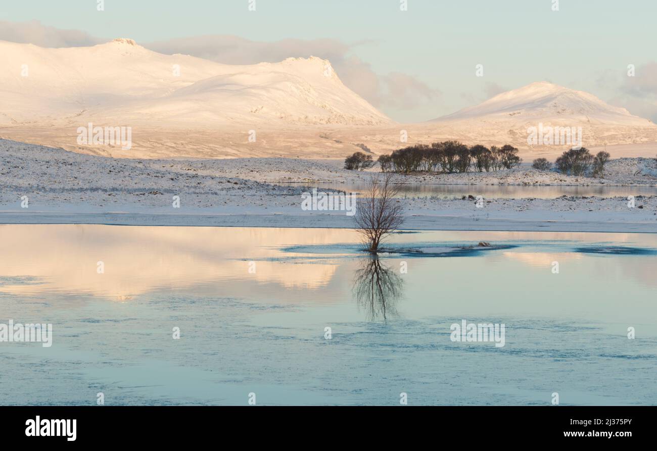Lone tree in frozen Loch Syre at sunrise, Highland Scotland Stock Photo