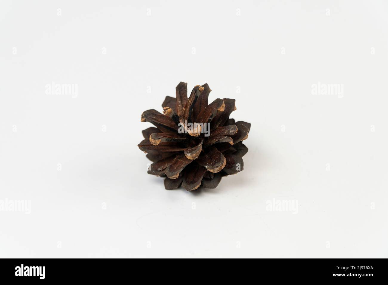 Pine cone isolated on white background, open pine tree cone, front view Stock Photo