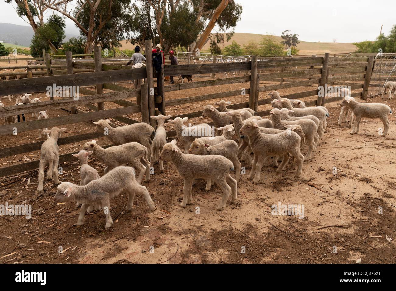 Caledon, Overberg region of South Africa. 2022. Lambs in a pen after having their tails cut off