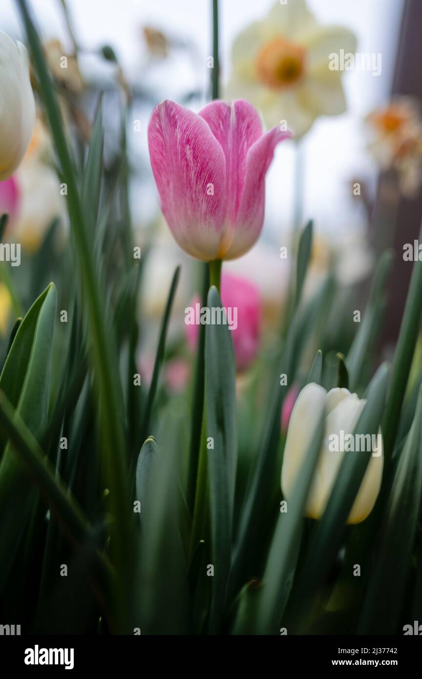 Beautiful colorful tulips in the garden. Tulipa Huis ten bosch Stock Photo