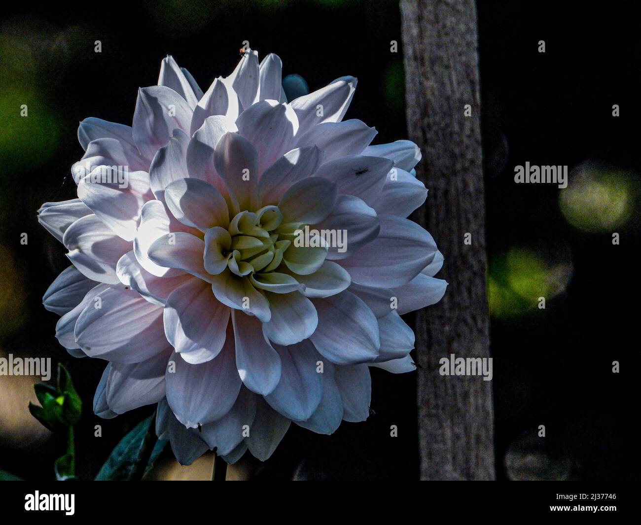 Fine art image of a flower for background use Stock Photo - Alamy