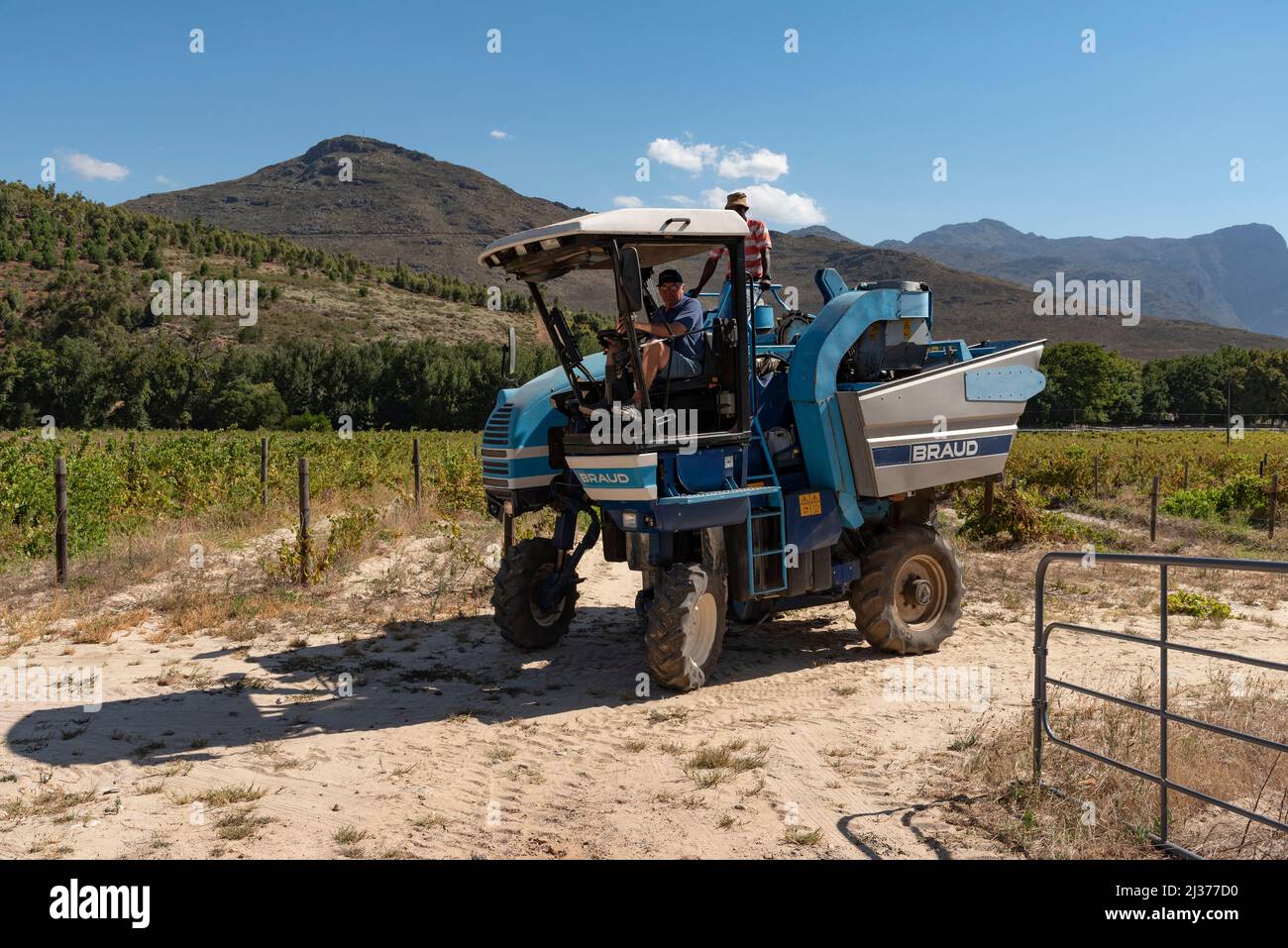 Franschhoek Western Cape, South Africa. 2022. A mechanical grape harvester machine on a small vineyard in the Franschhoek valley. Cape winelands regi Stock Photo