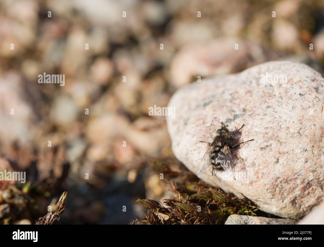 Tachinid fly (Appendicia truncata) Stock Photo