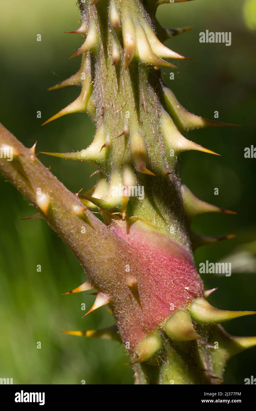 Spiny stem of the angelica tree (Aralia elata) Stock Photo