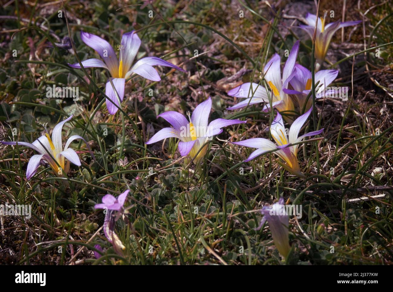 wild flowers of Romulea in Etna Park, Sicily Stock Photo