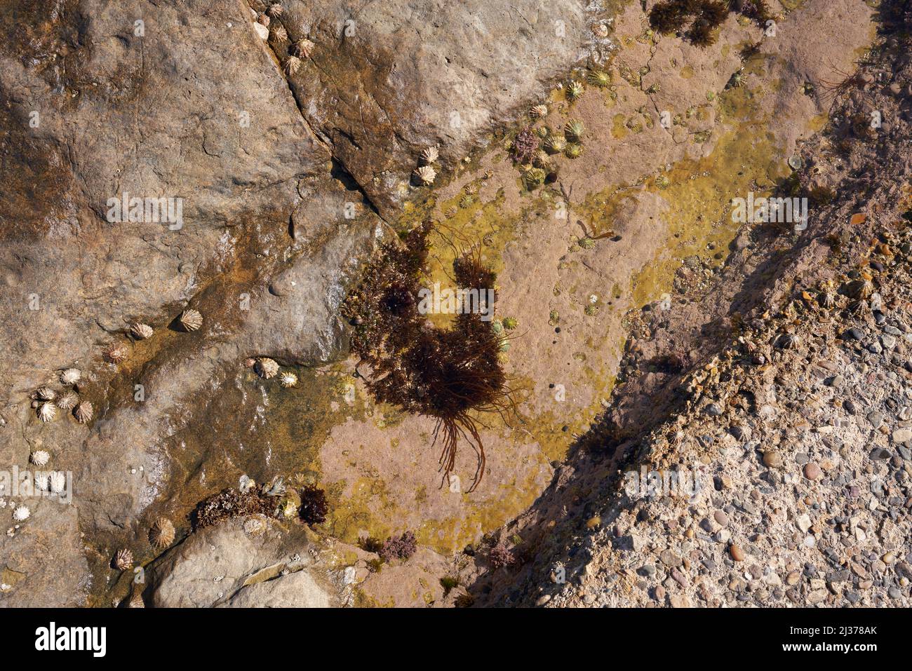 Limpet shells stuck on a rock Stock Photo Alamy