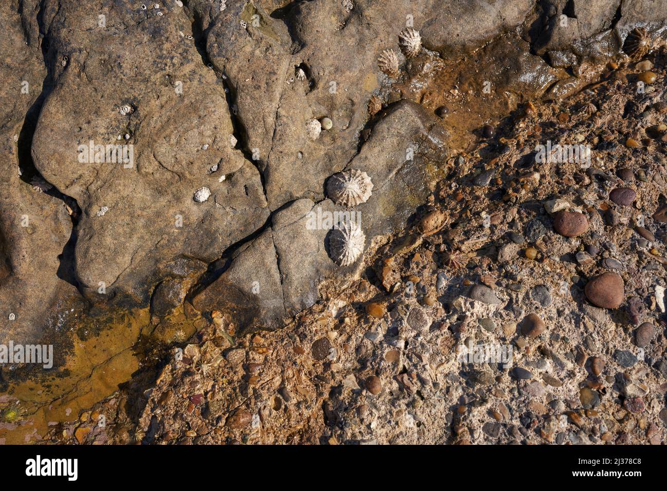 Limpet shells stuck on a rock Stock Photo Alamy