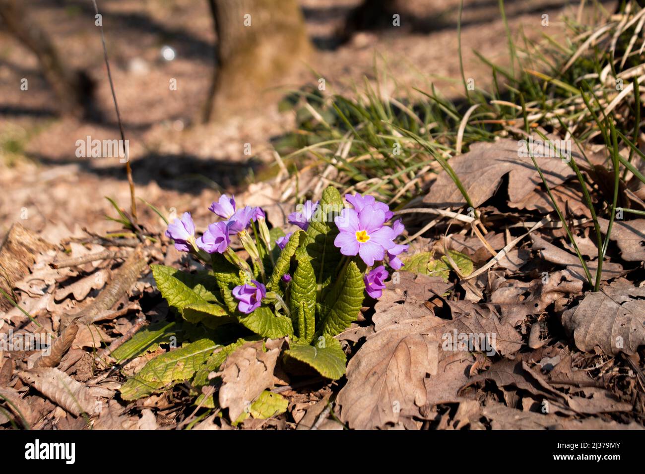 Purple dayflowers, blossom among the greenery, commelina family flower, selective focus Stock Photo