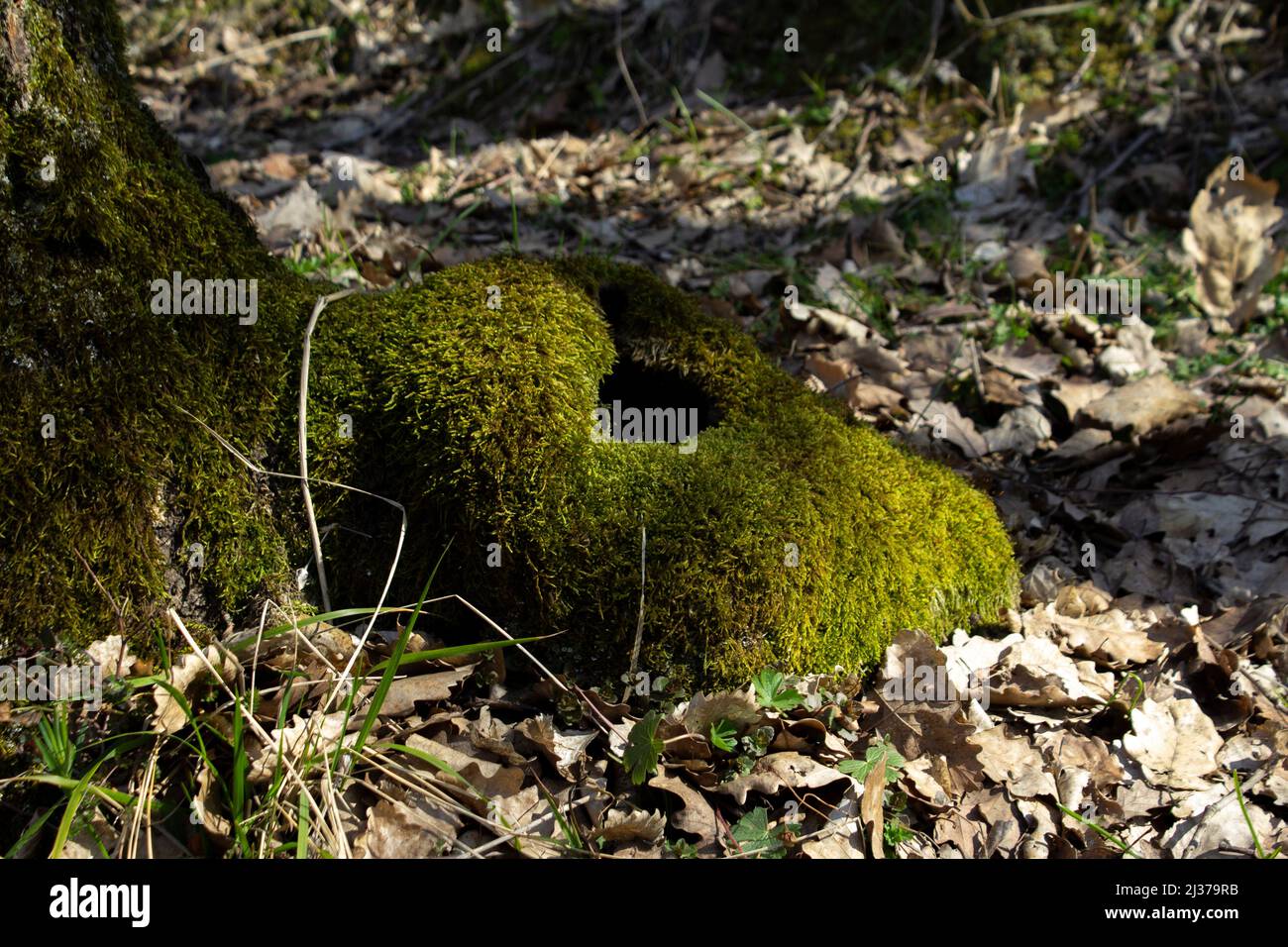 Moss on tree roots with hole in center, wild animal nest, autumn in forest with fallen leaves Stock Photo