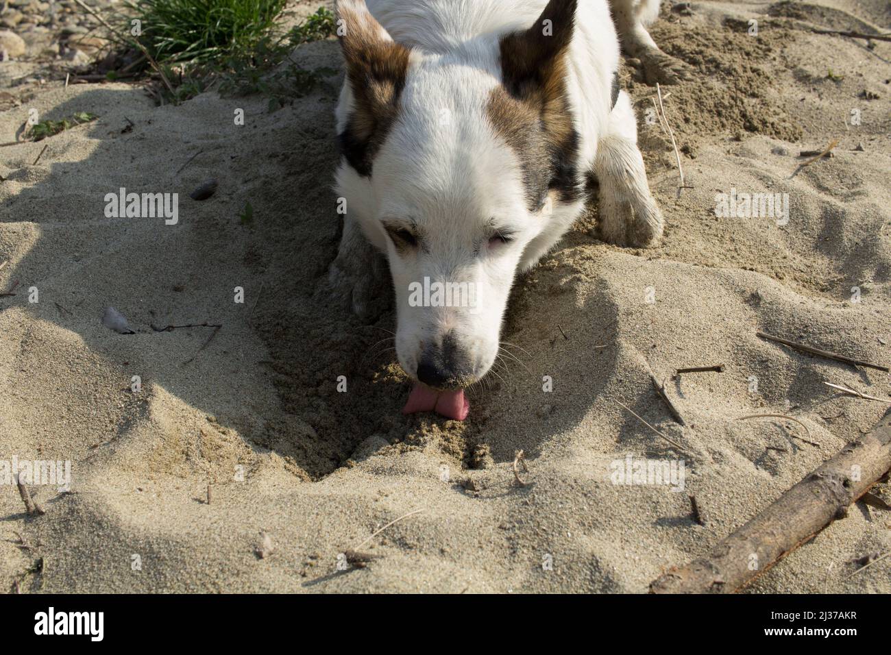 Dog licking sand at the beach hires stock photography and images Alamy