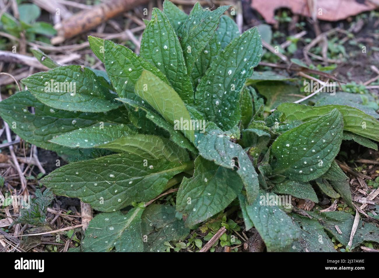 Closeup on a emerging white speckled leafs of Green alkanet, Pentaglottis sempervirens, in the garden in the springtime Stock Photo