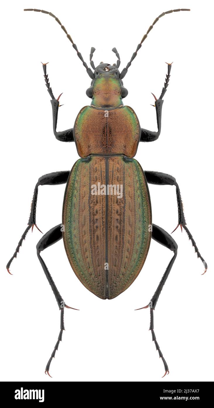 Ground beetle species Carabus arcensis subsp. sylvaticus, trivial name: moorland ground beetle, female. Stock Photo