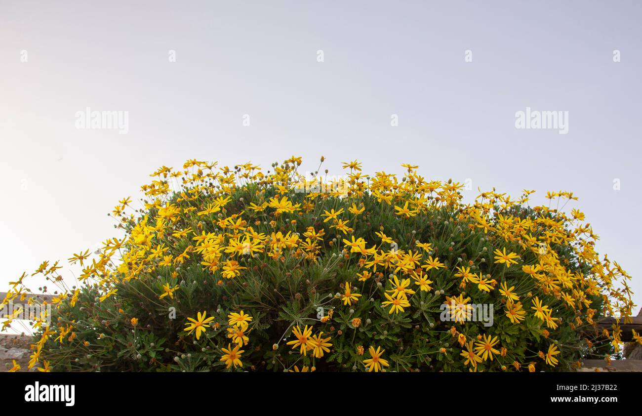 Euryops pectinatus or grey-leaved euryops or yellow bush daisy or Euryops sonnenschein. Yellow flowers with a blue sky. Shot from below and copy space Stock Photo