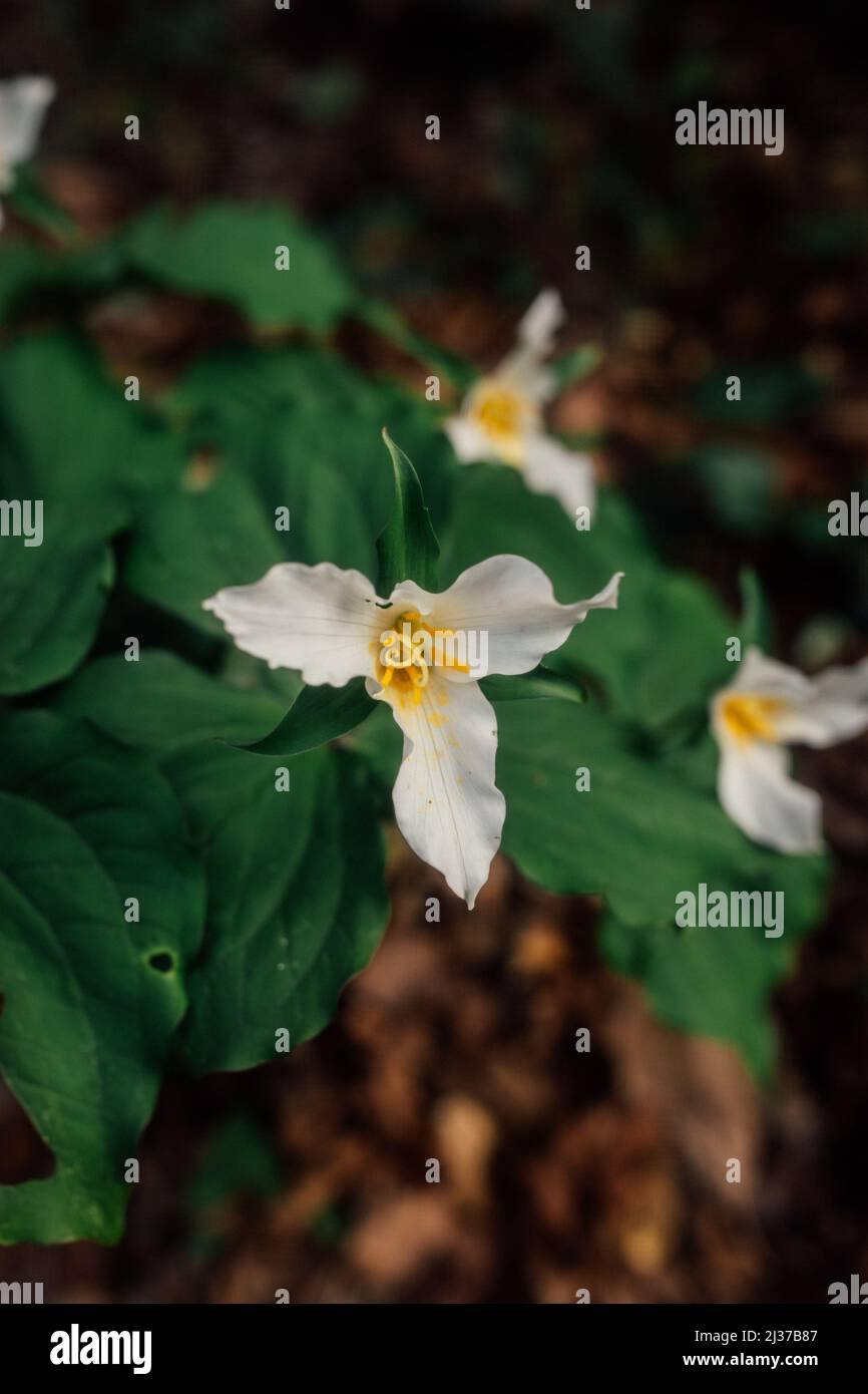 Spring trillium white wildflower with three petals (Trillium grandiflorum) blooming beautiful on the forest floor against a lush back drop of leaves Stock Photo