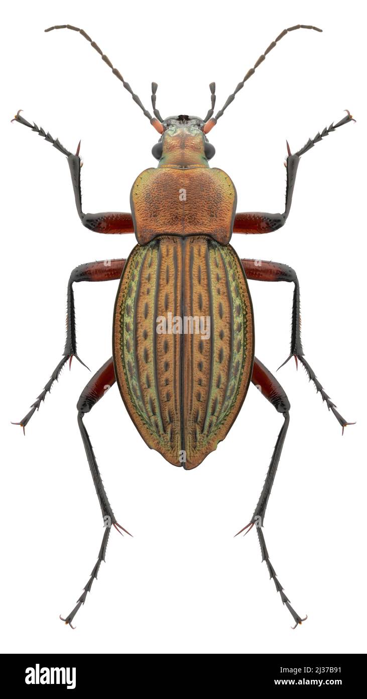 Ground beetle species Carabus cancellatus subsp. cancellatus, trivial name: granulated carabid, female. Stock Photo