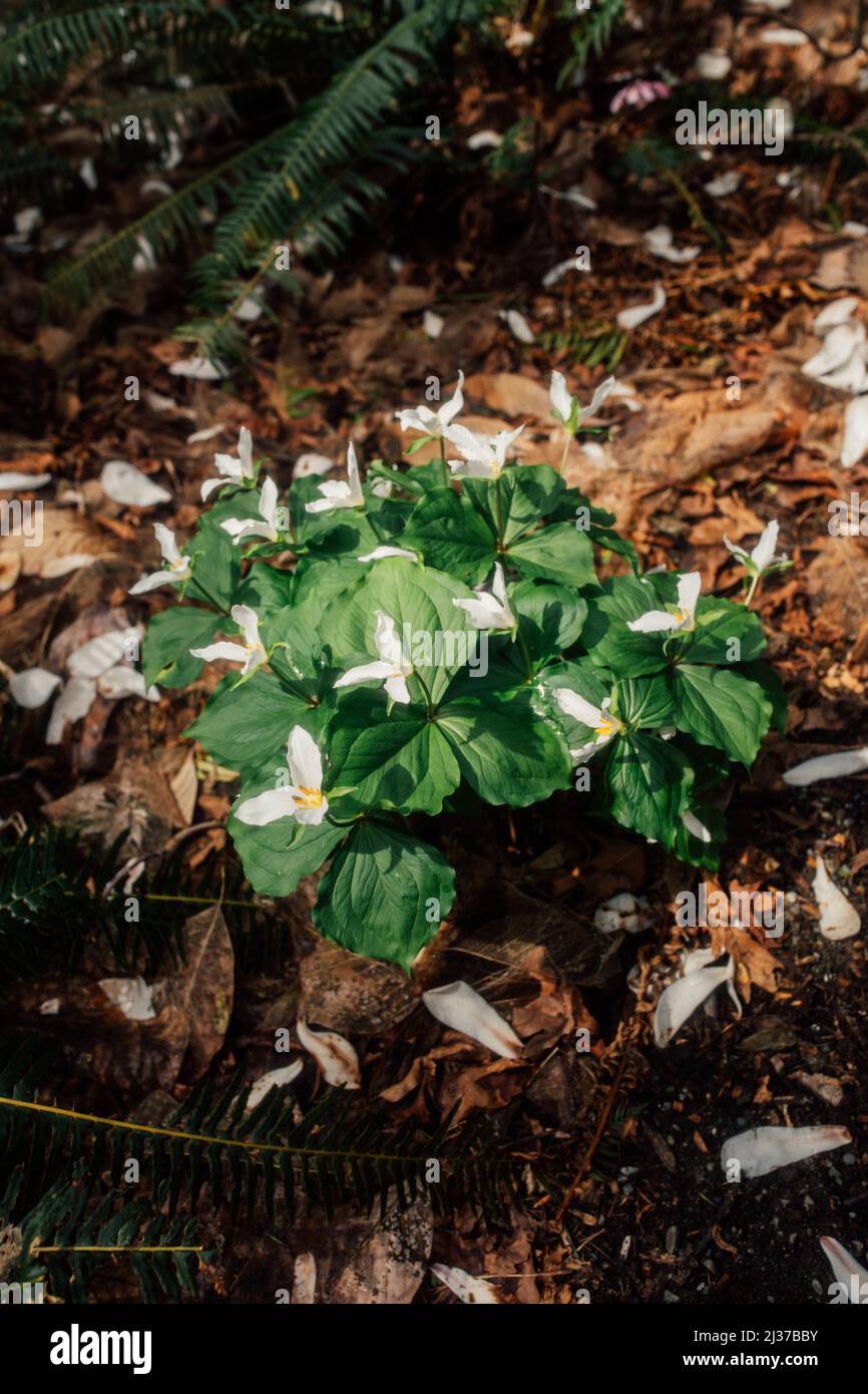 Spring trillium white wildflower with three petals (Trillium grandiflorum) blooming beautiful on the forest floor against a lush back drop of leaves Stock Photo