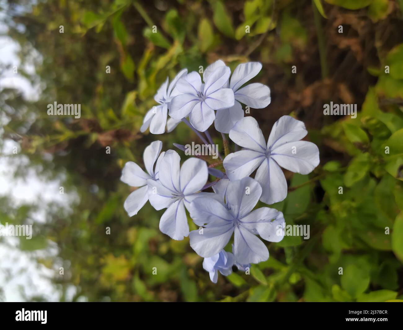 A vertical closeup of Plumbago auriculata on blurred leaves background ...