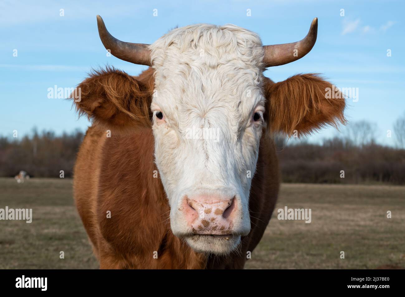 Close up front view of cows head in pasture in February with orange and