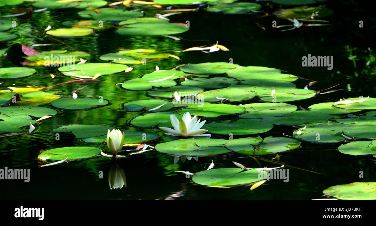 Some white water lilies flowers and lily pads floating on water Stock