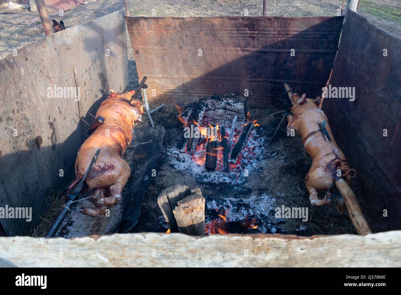 Rotisserie or spitroasting two whole pig, pork roasted on spit