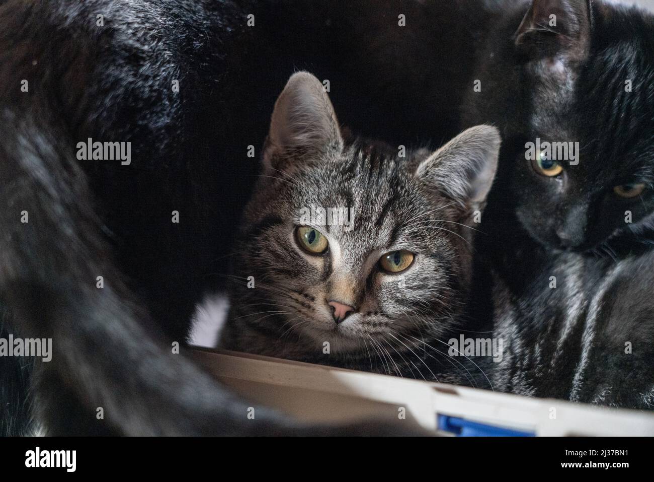 A animal cute cat kitten hair fur eyes focus horizontal ears life