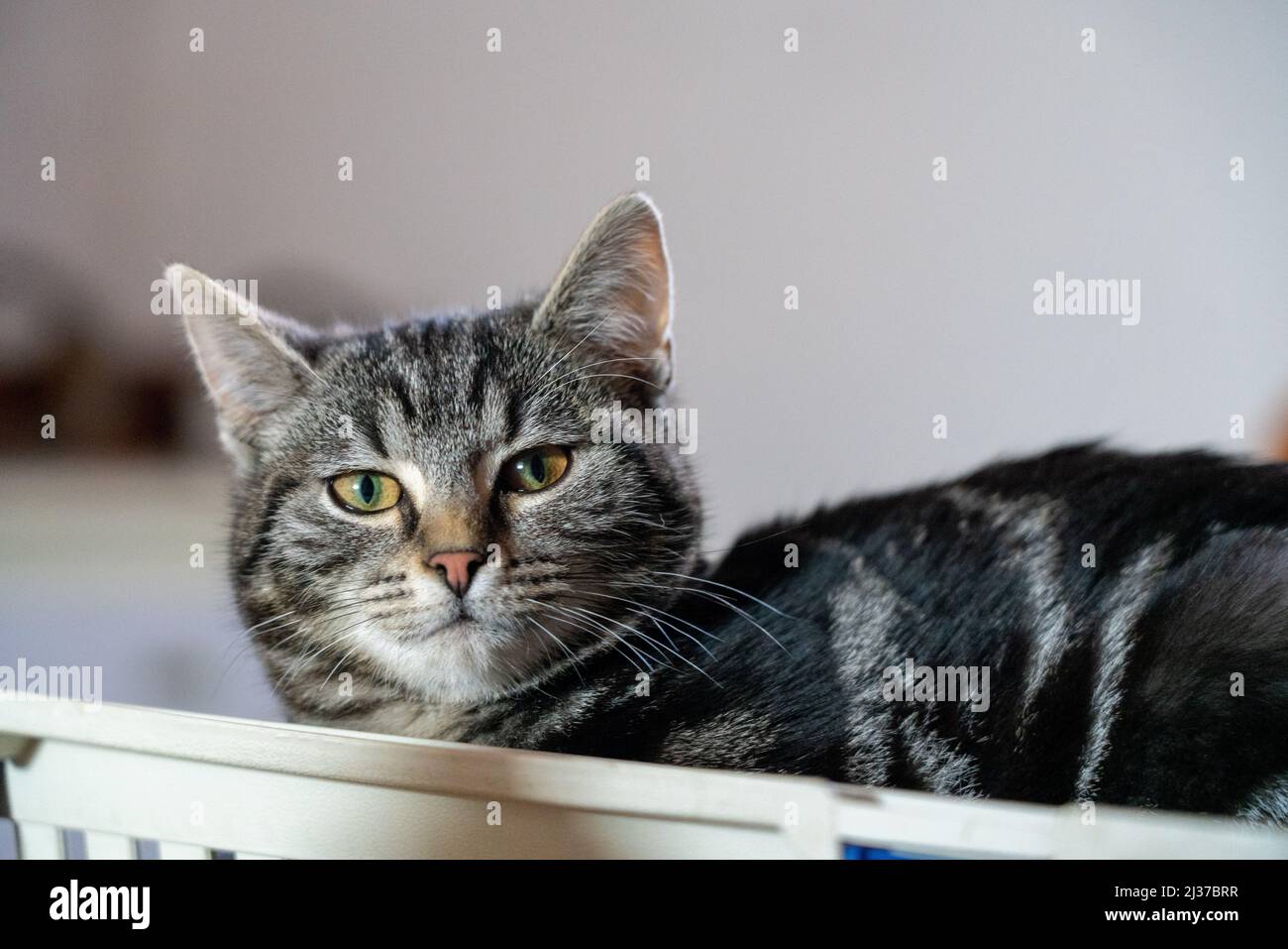 A animal cute cat kitten hair fur eyes focus horizontal ears life living pet Stock Photo Alamy