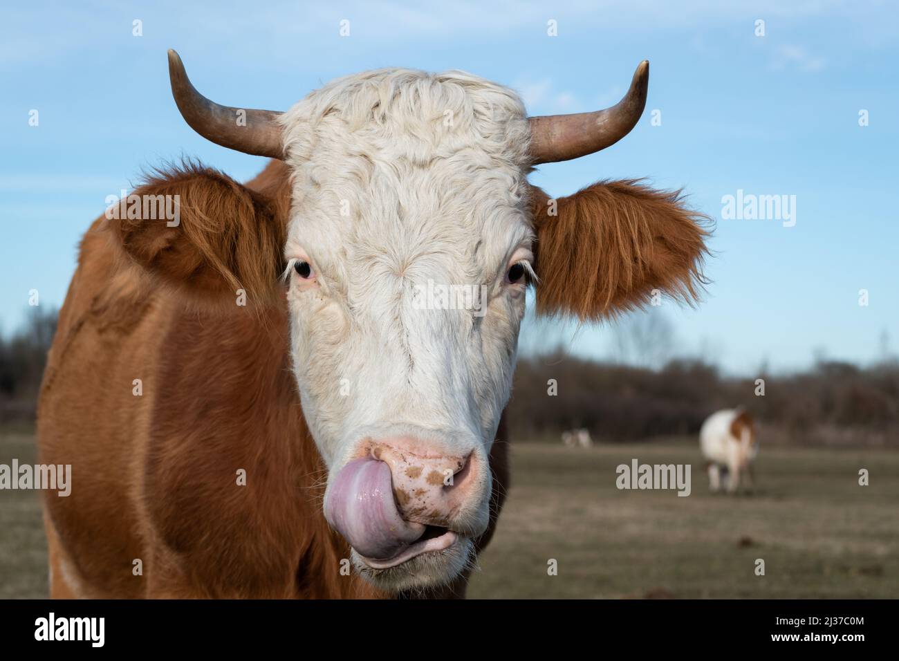 Cow head close up while licking nostril, outside in pasture, domestic animal body part Stock Photo