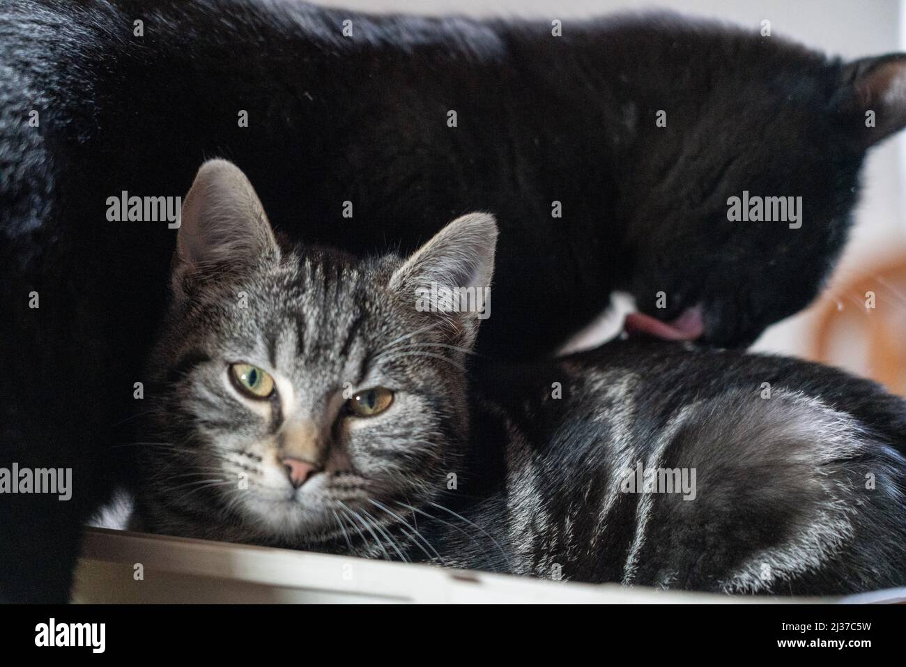 A animal cute cat kitten hair fur eyes focus horizontal ears life