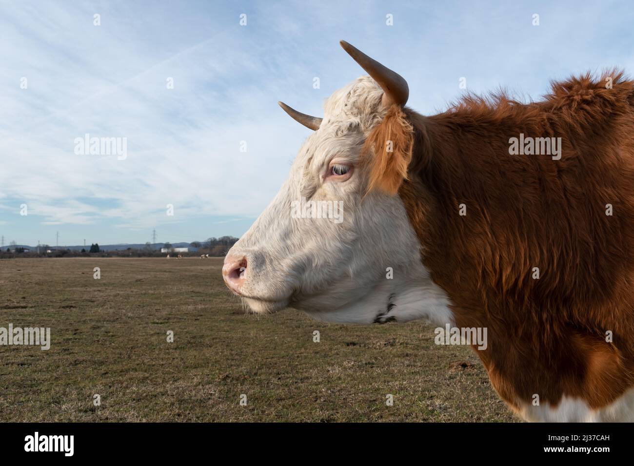 Close up side view of cows head outdoors in pasture, domestic cattle Stock Photo Alamy