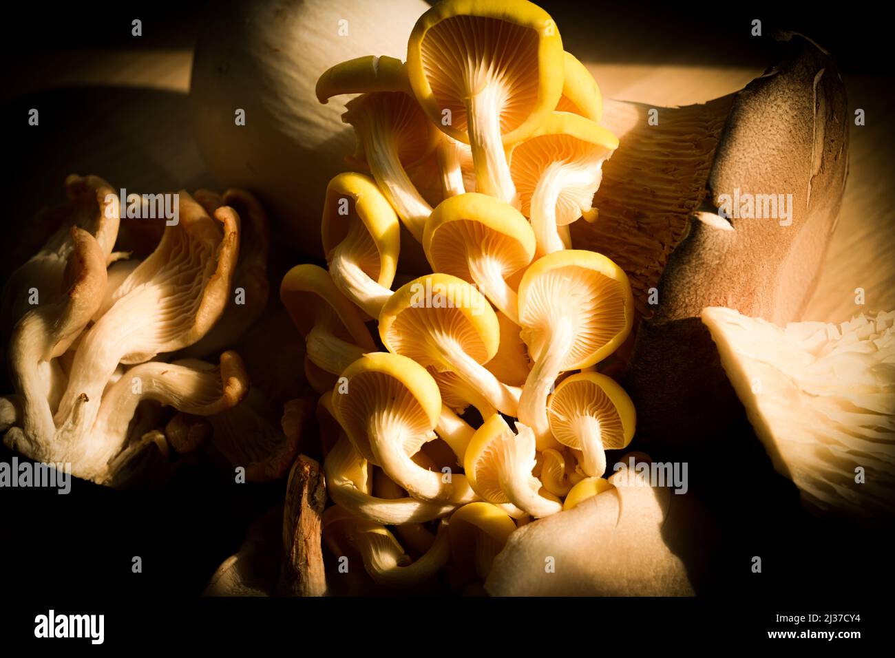 An array of edible wild mushrooms including Oyster, King Oyster, Chanterelles and Maitake