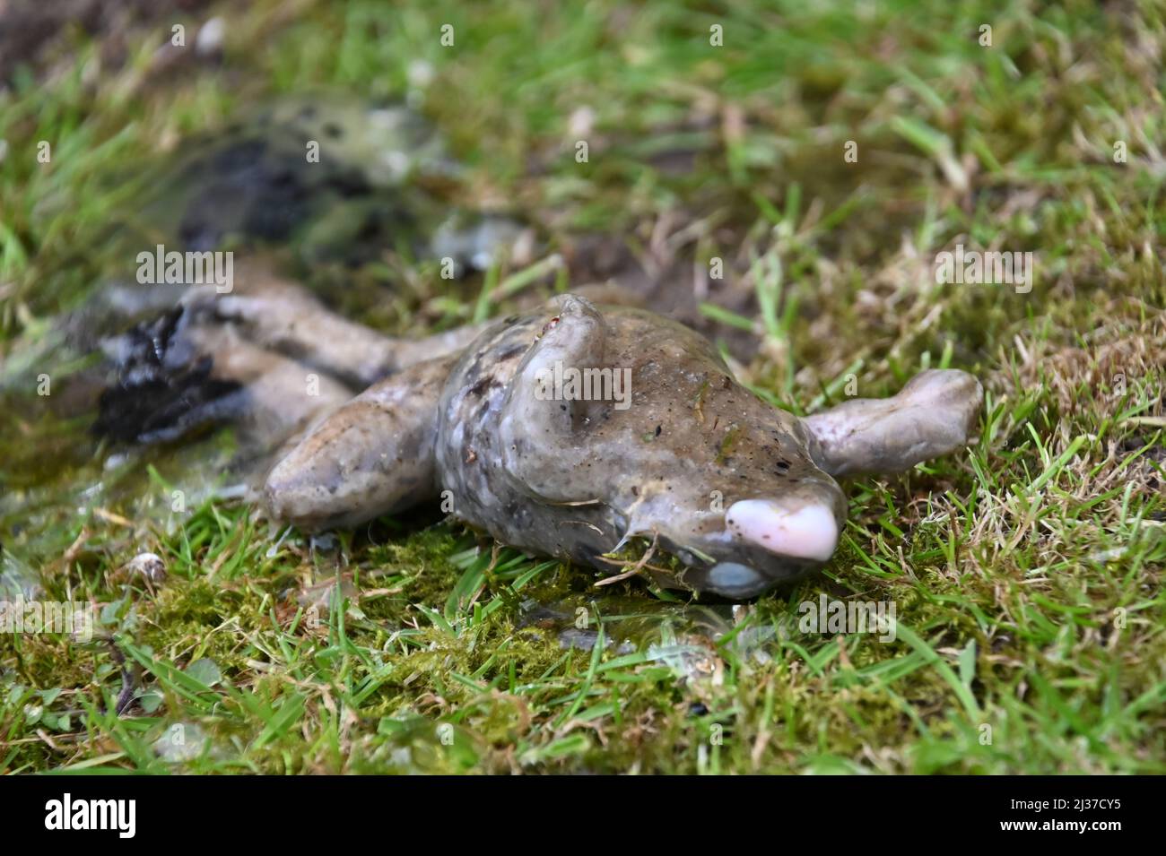 A dead frog laying on the grass with its tongue sticking out, RIP Stock Photo