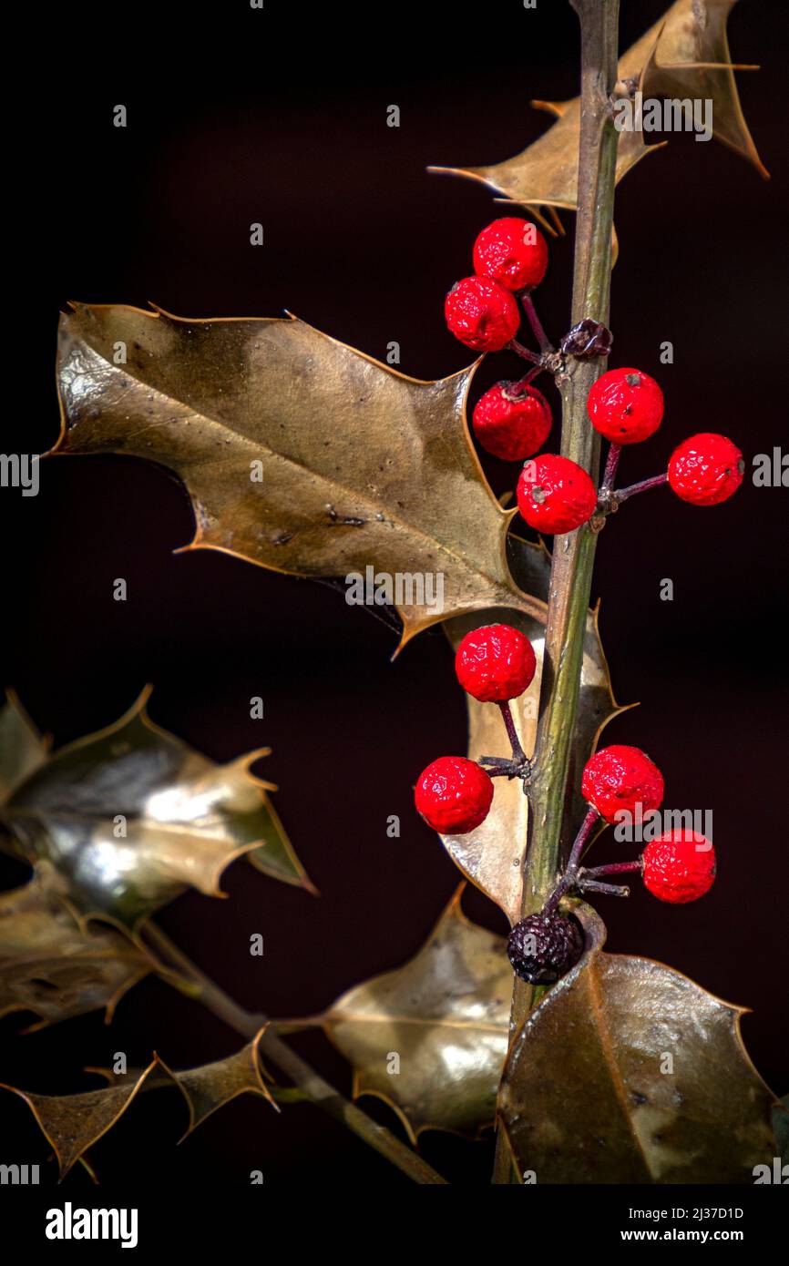 Xmas Holly- Ilex aquifolium, the holly, common holly, English holly, European holly, or occasionally Christmas holly, is a species of flowering plant Stock Photo
