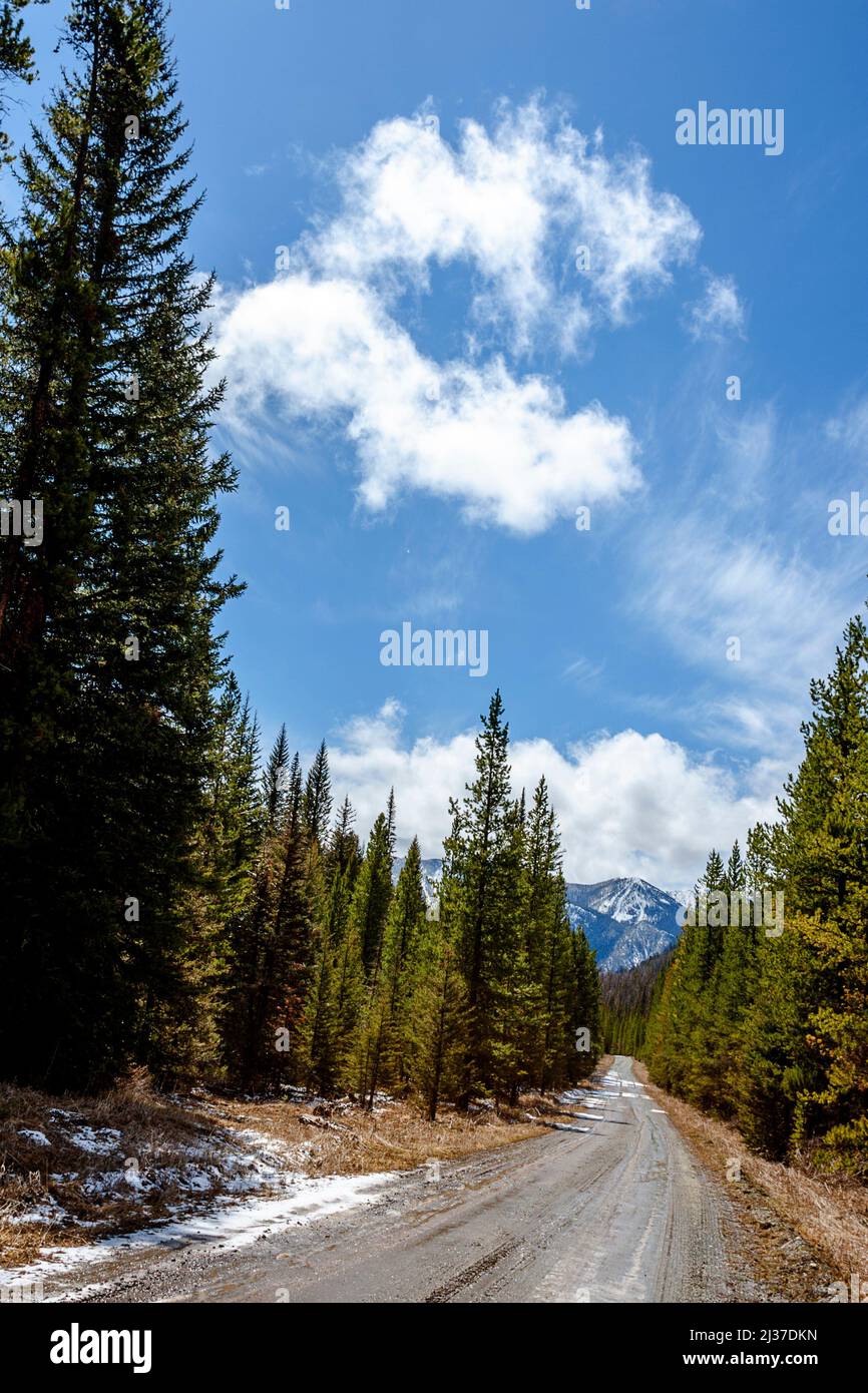 A back country road with a big sky and trees on each side of the muddy road. Stock Photo