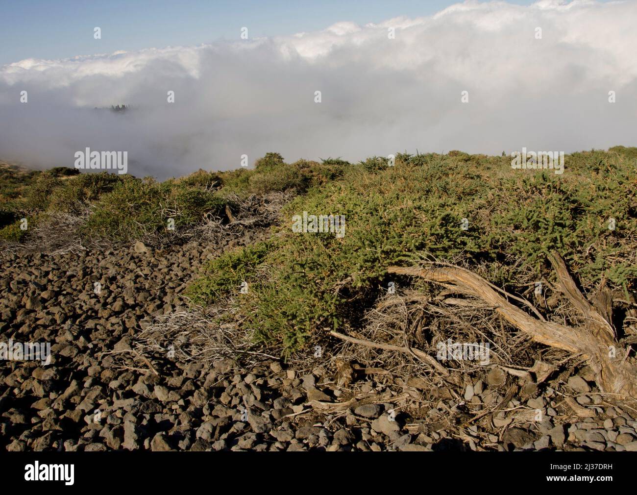 Shrubland of Adenocarpus viscosus and sea of clouds. Las Nieves Natural Park. La Palma. Canary Islands. Spain. Stock Photo