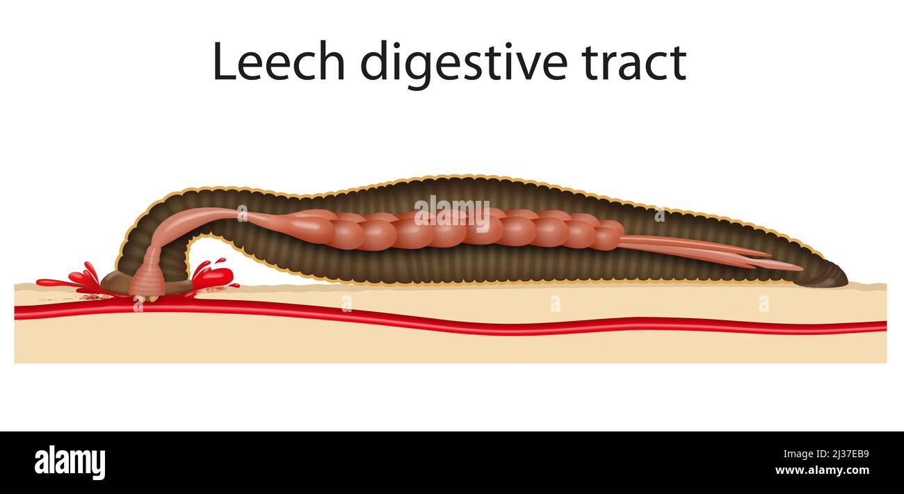 Image for leech digestive tract Stock Photo