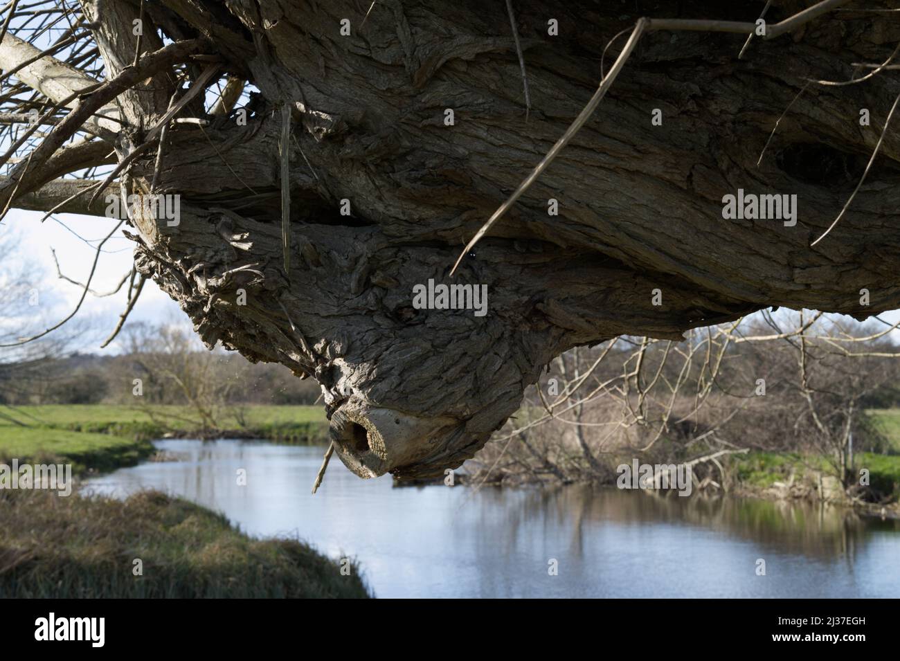 Snout-like face formed by the bark on a tree trunk Stock Photo