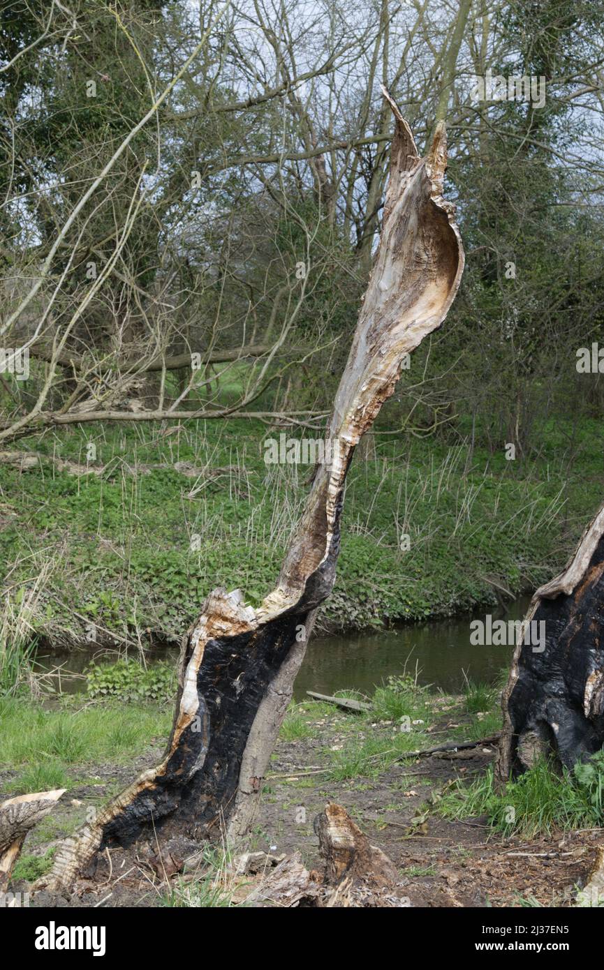 Dead willow tree due to decay Stock Photo