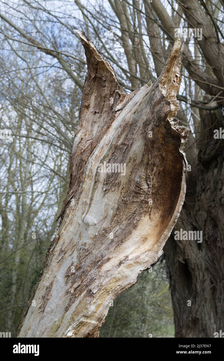 Dead willow tree due to decay Stock Photo