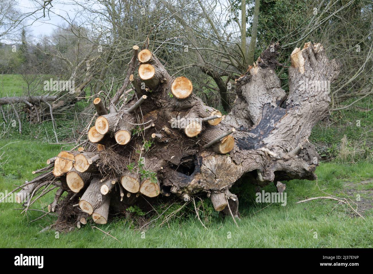 Pollarded willow tree, fallen due to decay and then felled Stock Photo