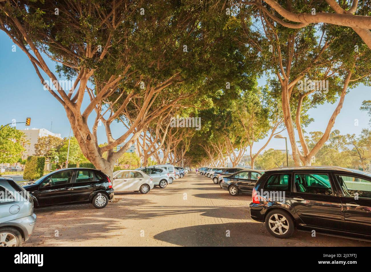 Cars on a parking lot in sunny summer day. Cars Standing Under Trees