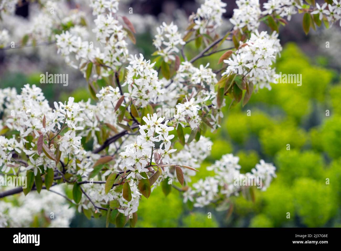Tibetan cherry hires stock photography and images Alamy