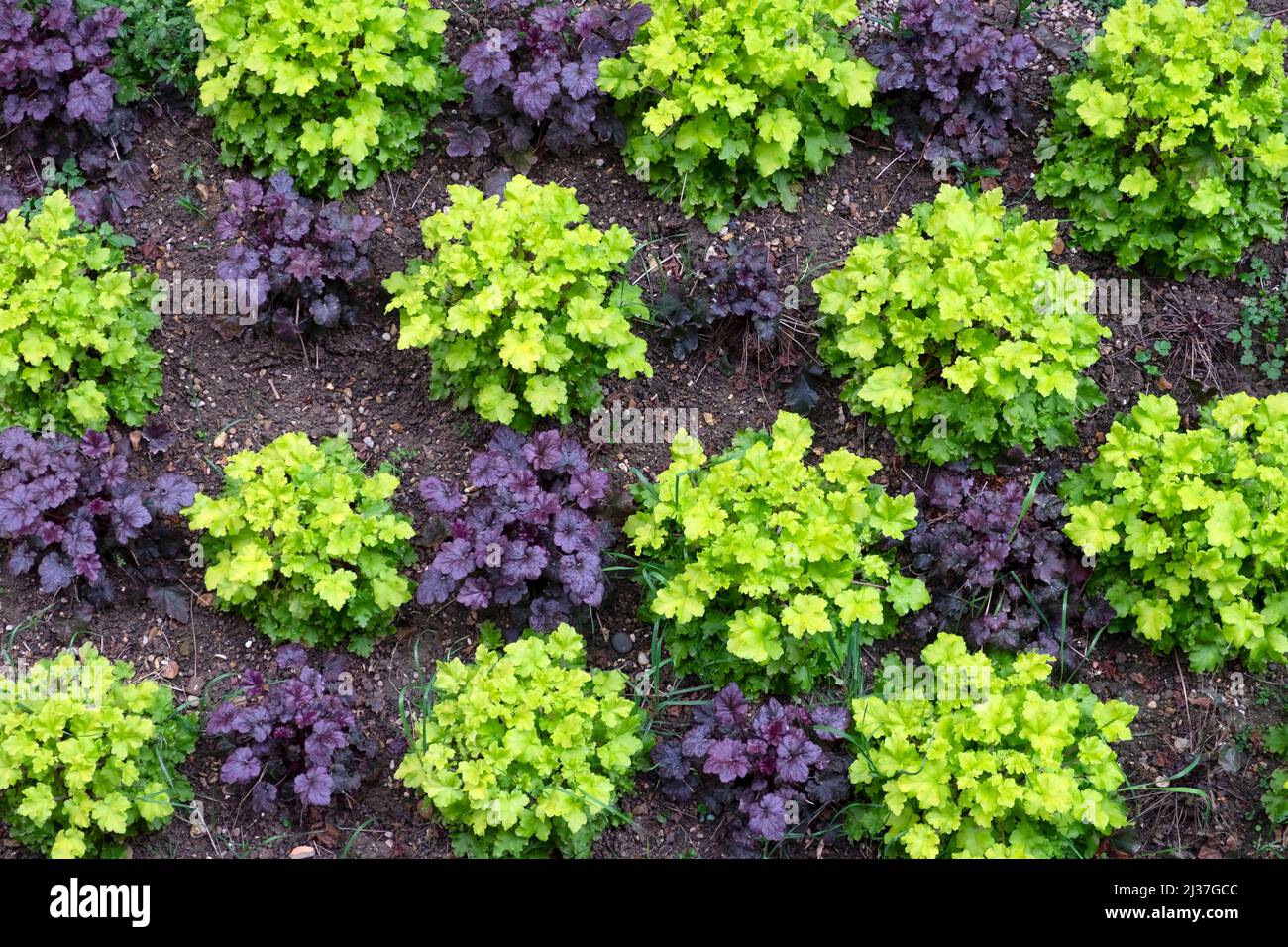 Heuchera Marmalade plants planted in alternating colours purple and bright green behind St Bartholomew church Smithfield London UK KATHY DEWITT Stock Photo